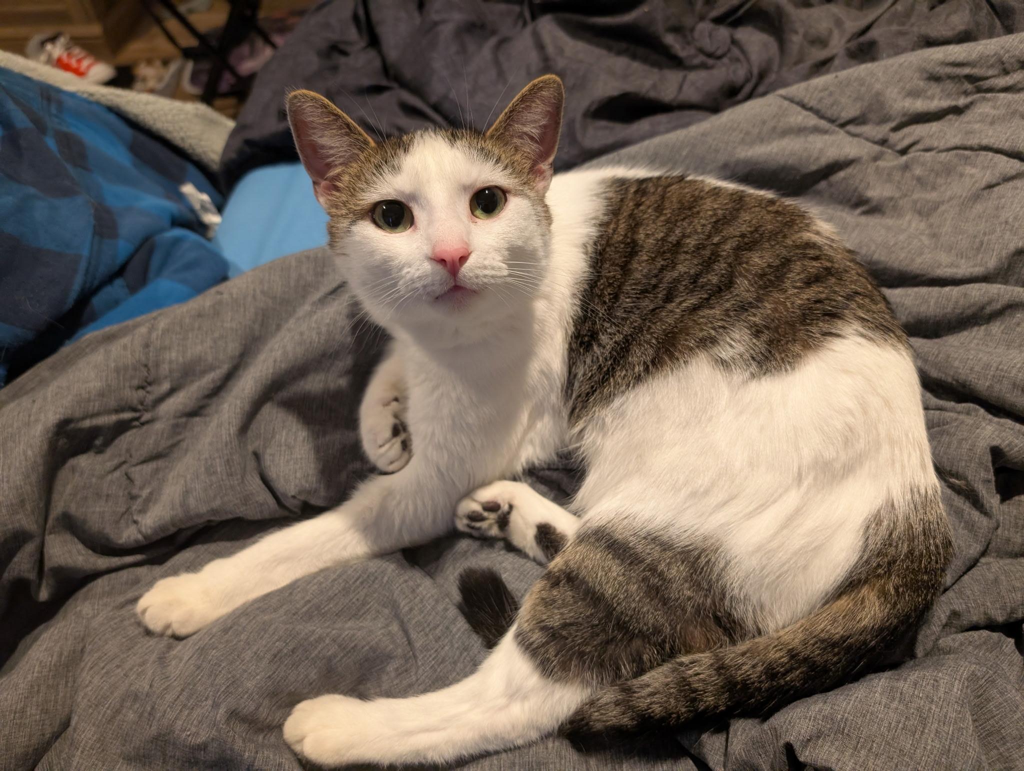 Enlarge Lyla, an adopted Domestic Short Hair in Woburn, MA image 2/3