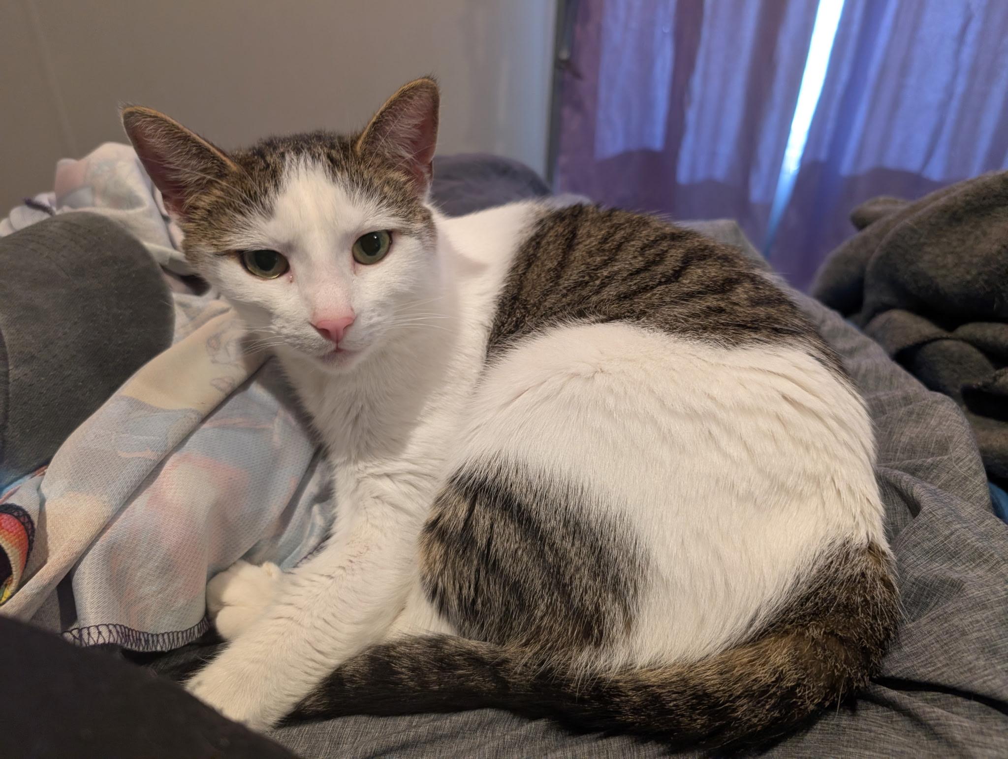 Enlarge Lyla, an adopted Domestic Short Hair in Woburn, MA image 3/3