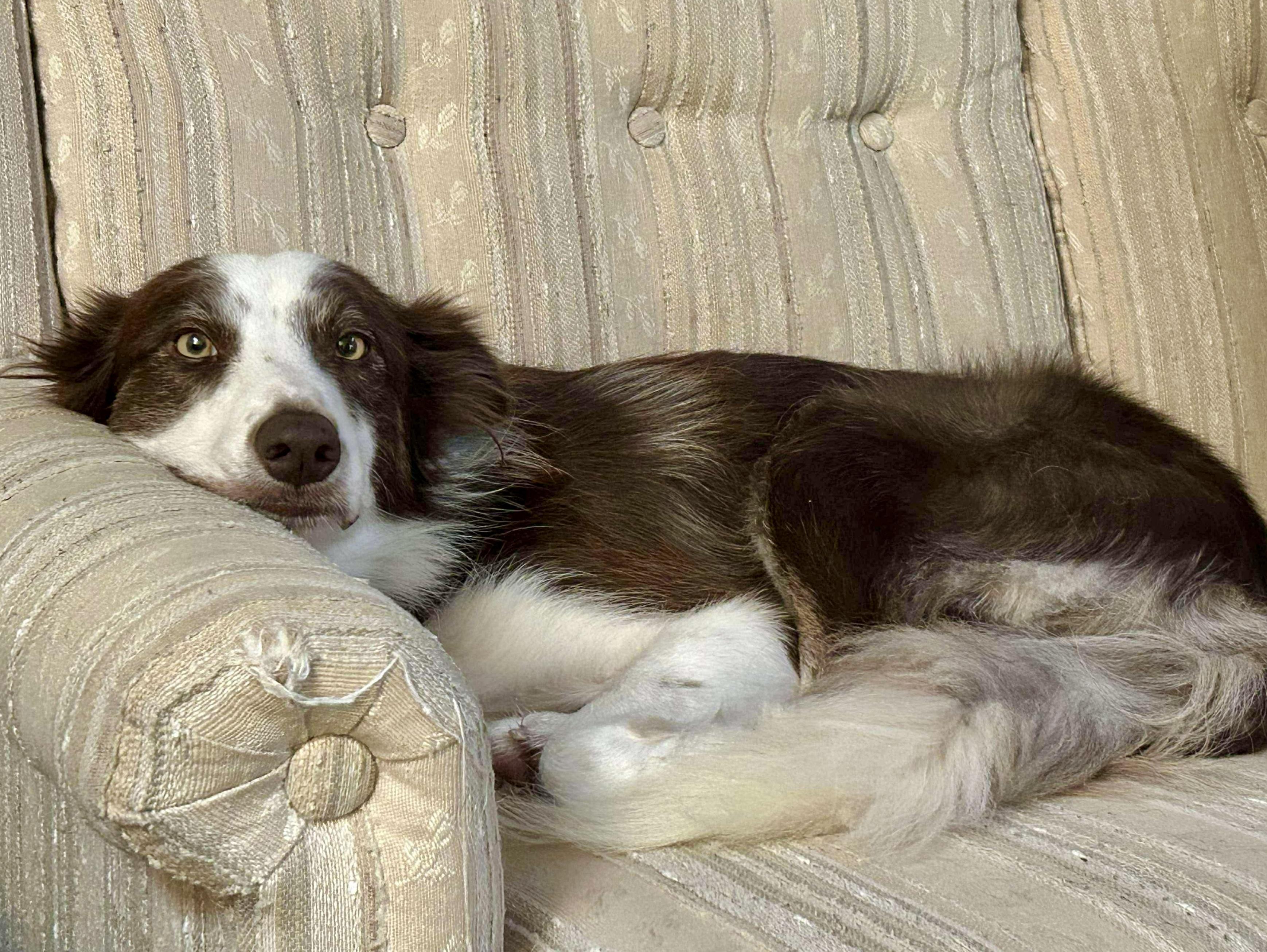 Enlarge Sadie, an adopted mixed breed in Athens, GA image 2/4