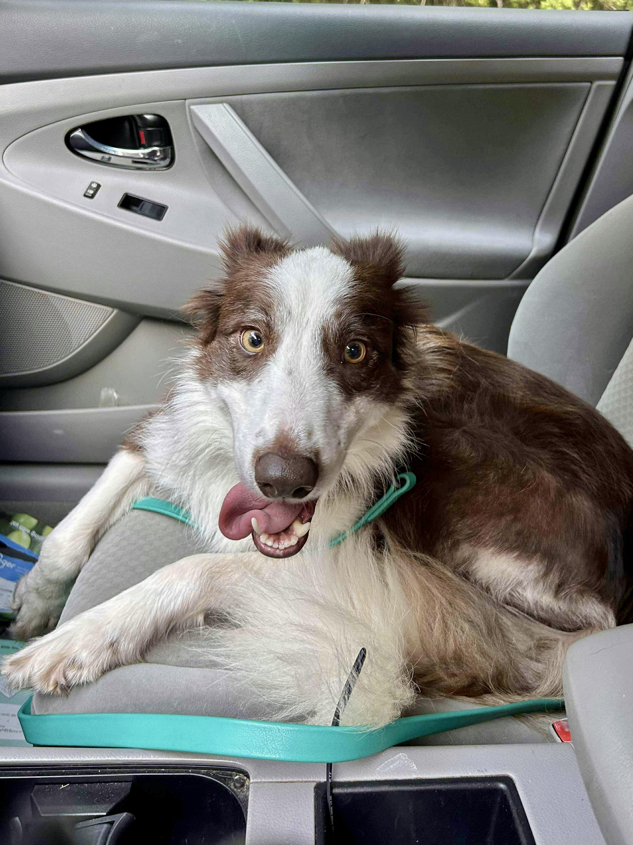 Enlarge Sadie, an adopted mixed breed in Athens, GA image 3/4