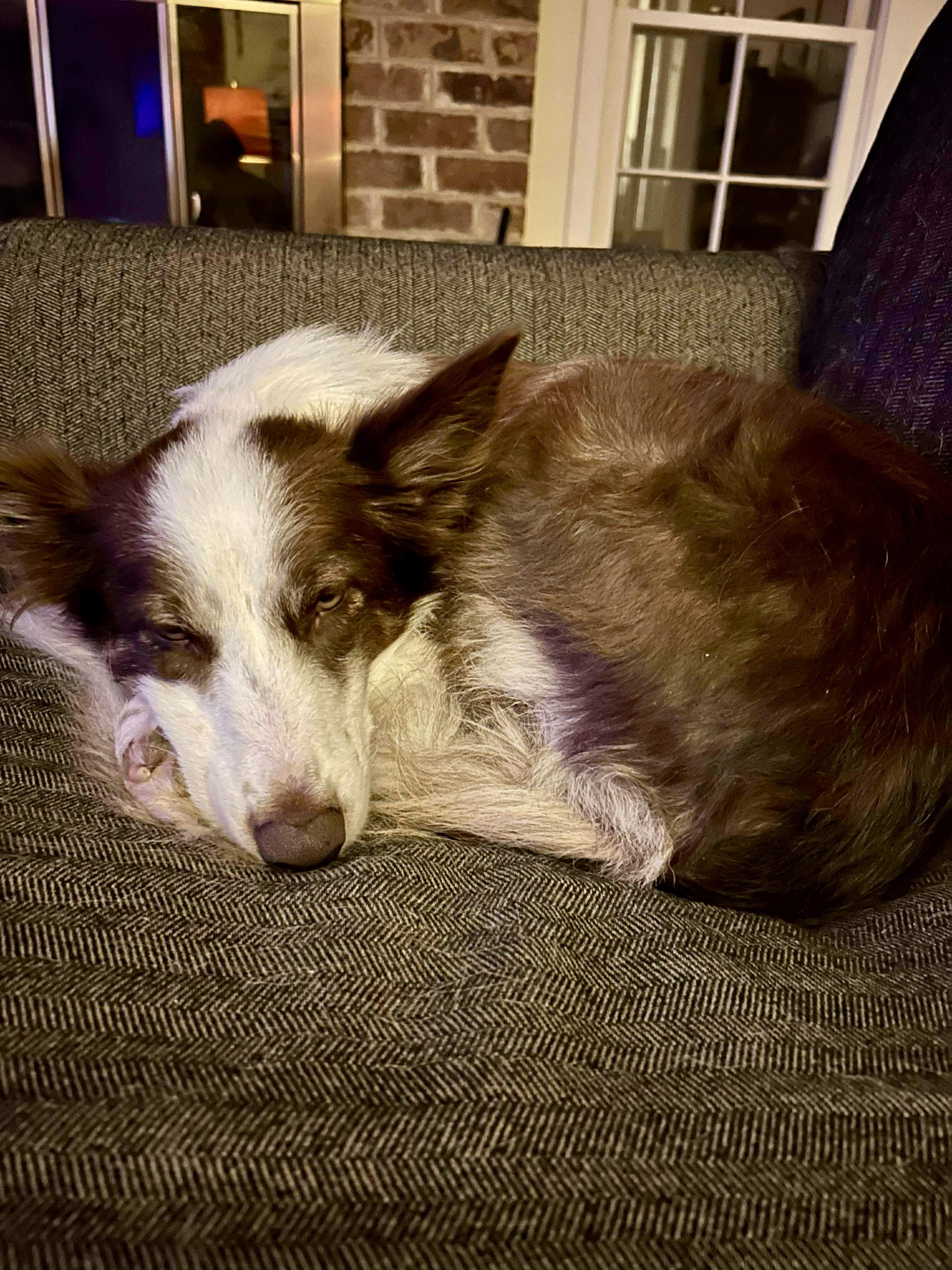 Enlarge Sadie, an adopted mixed breed in Athens, GA image 4/4