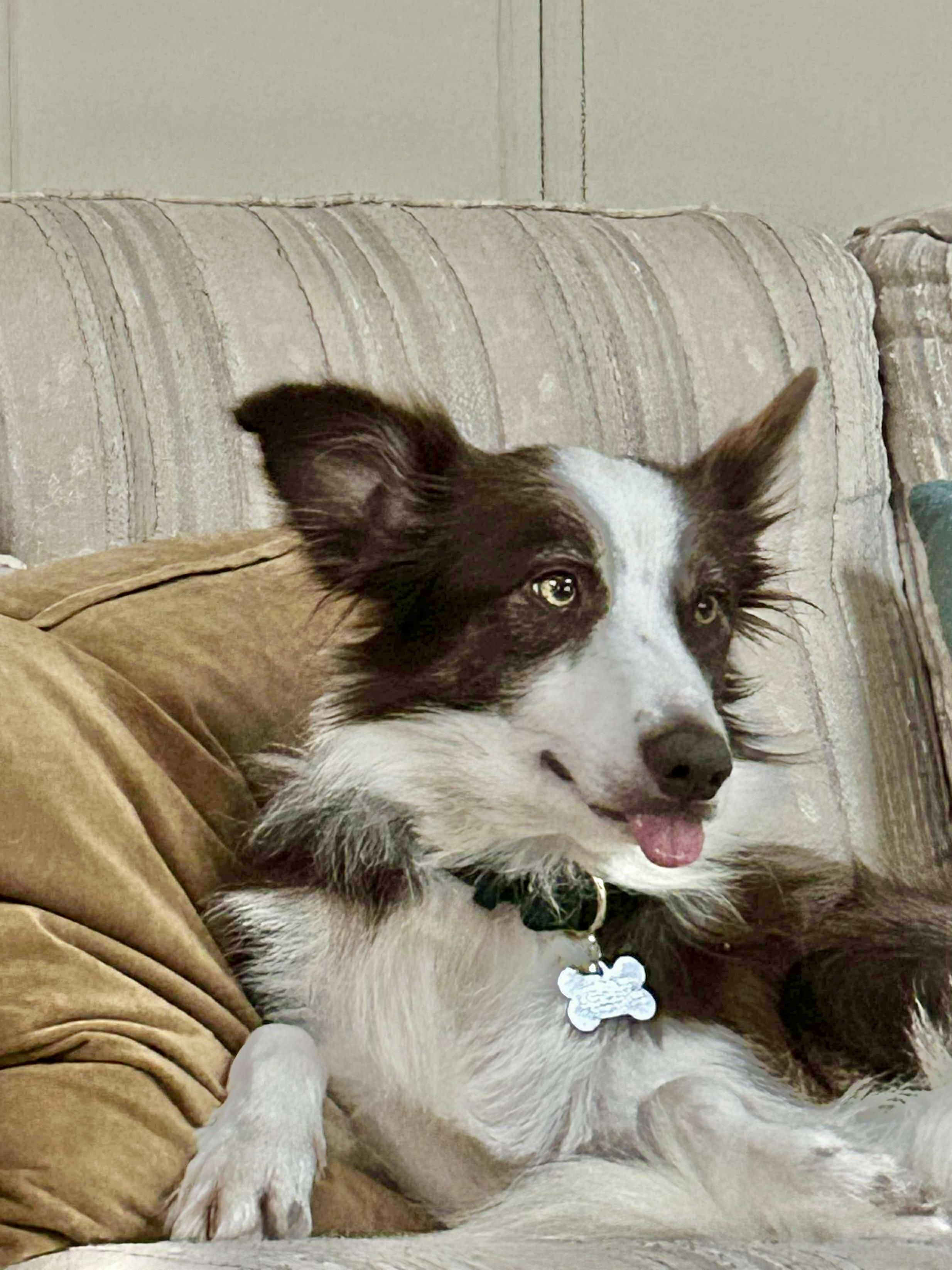 Sadie, adopted, Adult Female Australian Shepherd.