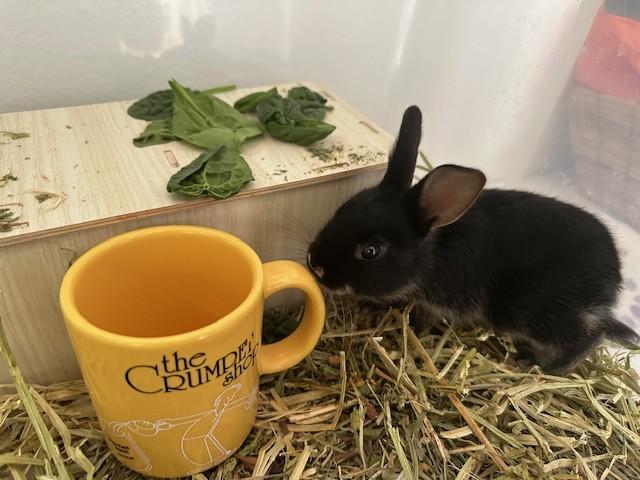 Enlarge Clover, a Adoptable American in Carnation, WA image 4/5