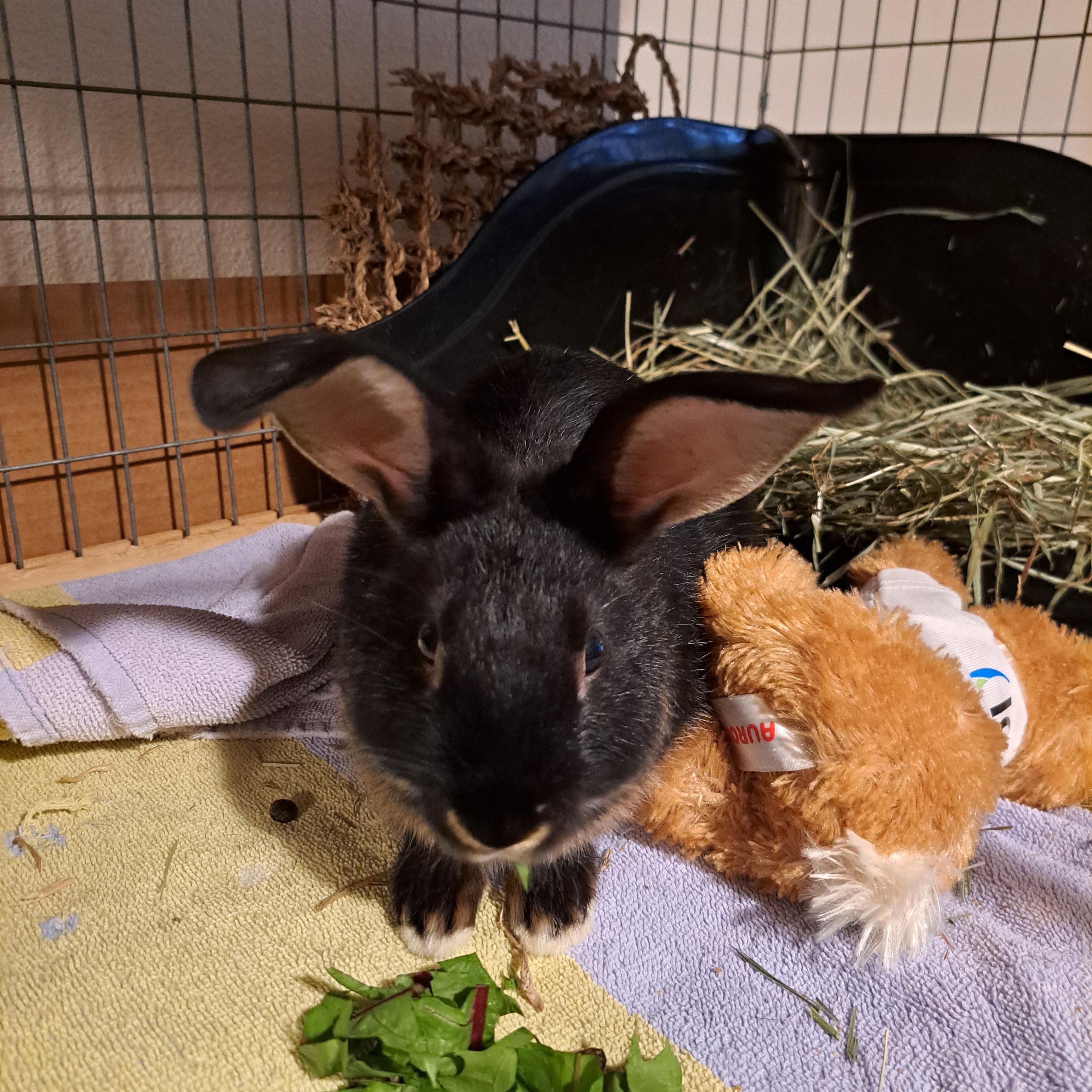 Enlarge Clover, a Adoptable American in Carnation, WA image 3/5