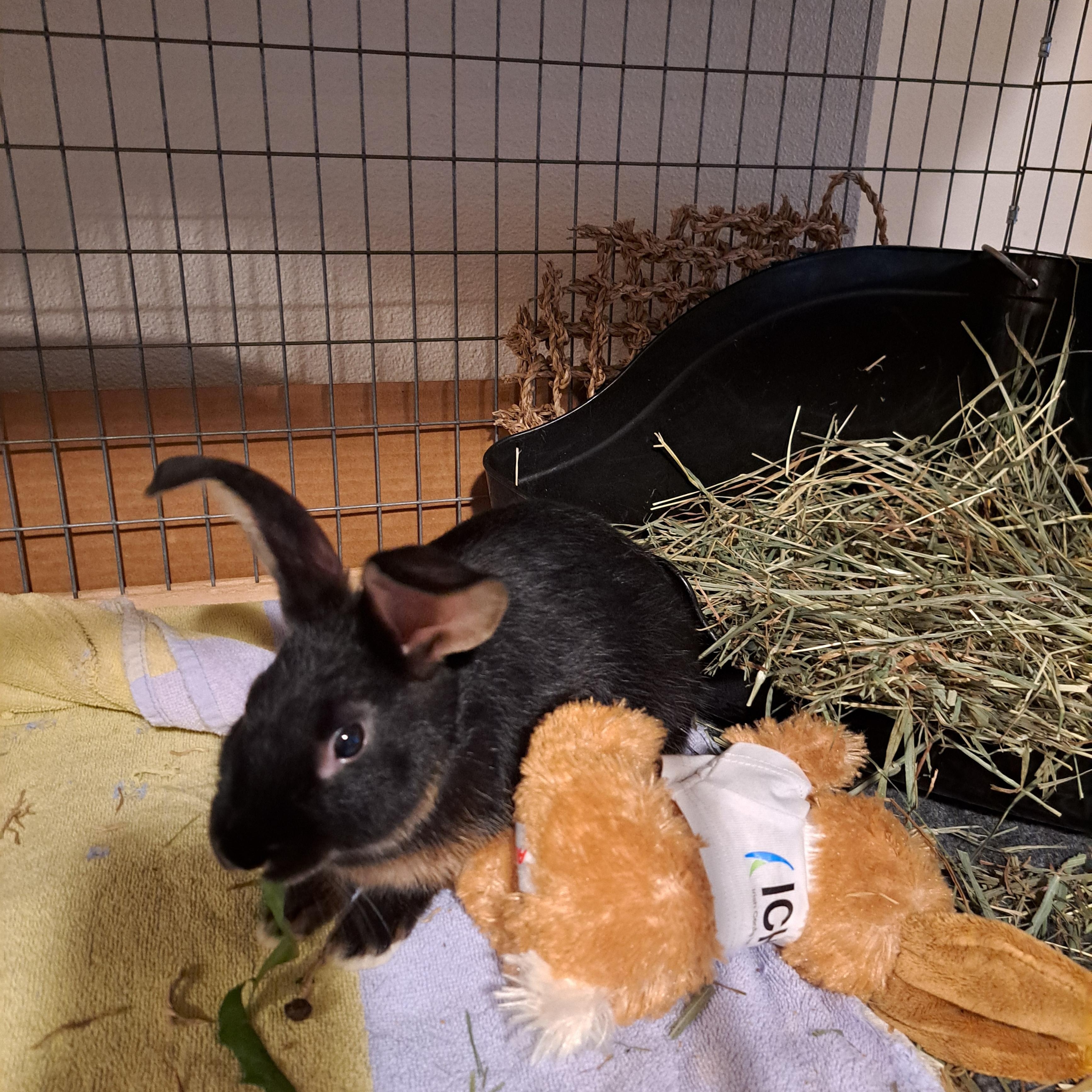 Enlarge Clover, a Adoptable American in Carnation, WA image 2/5