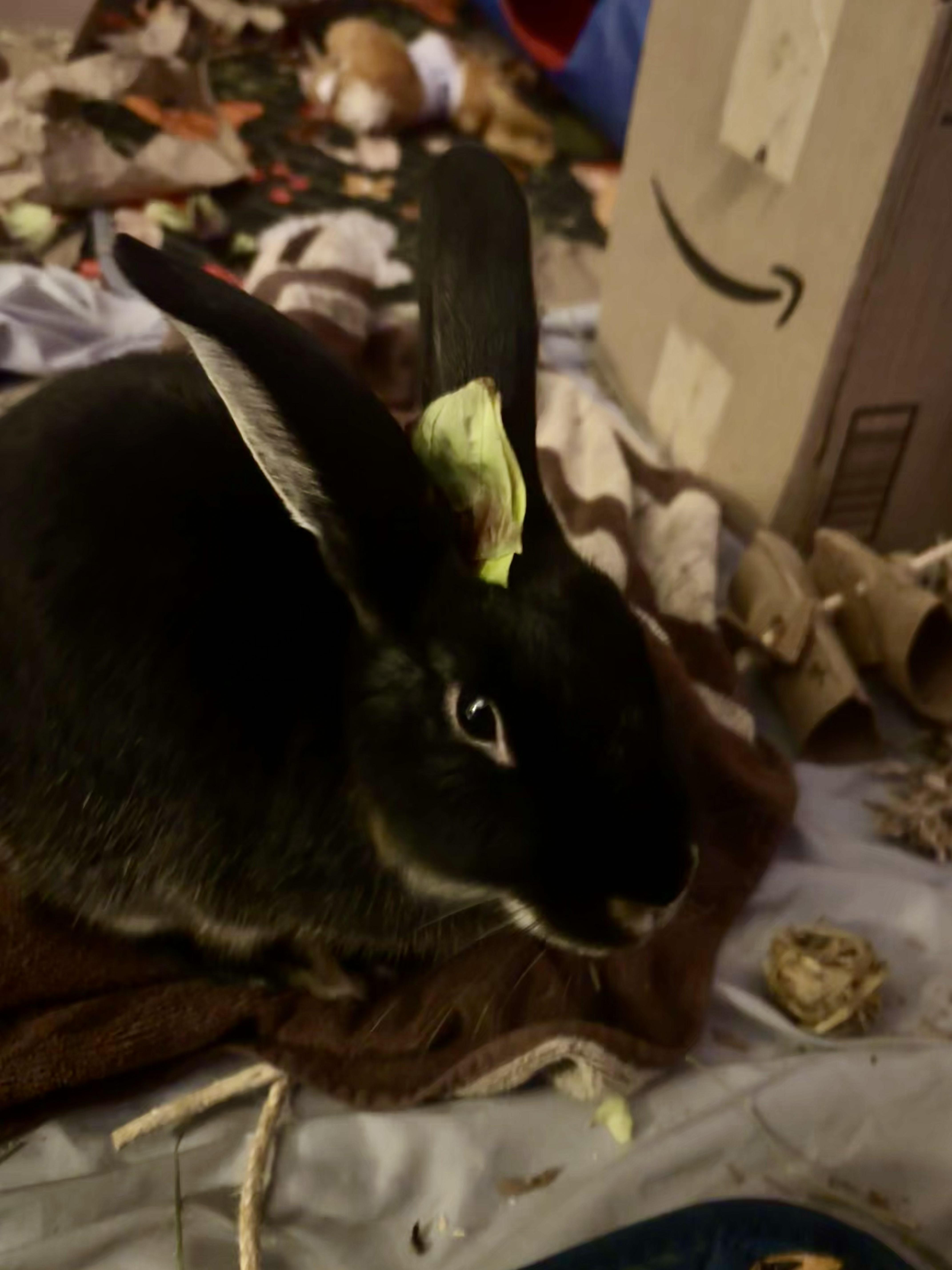 Clover, Adoptable, Young Male American.