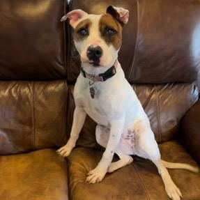 Artemis, a Adoptable mixed breed in Cranston, RI image 6/6