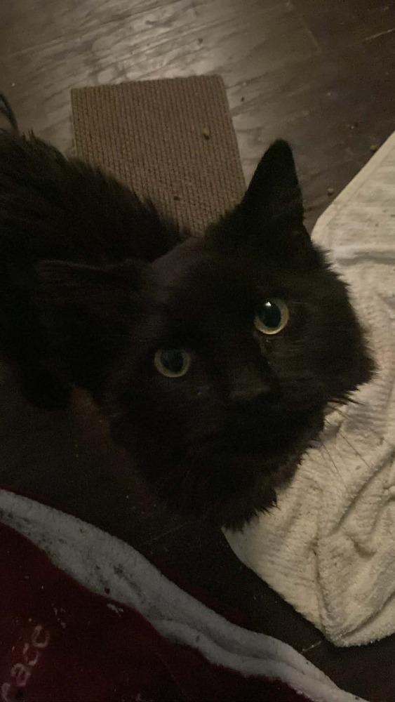Tiberius, a Adoptable Domestic Long Hair in Virginia Beach, VA image 1/6
