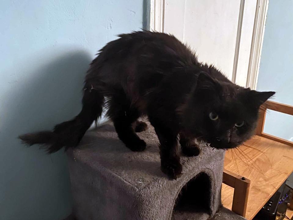 Tiberius, a Adoptable Domestic Long Hair in Virginia Beach, VA image 2/6