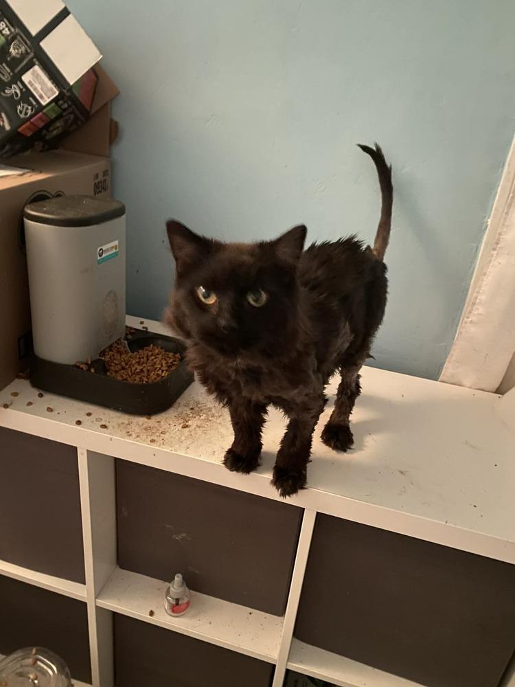 Tiberius, a Adoptable Domestic Long Hair in Virginia Beach, VA image 3/6