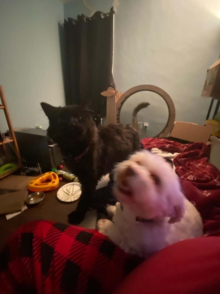 Tiberius, a Adoptable Domestic Long Hair in Virginia Beach, VA image 5/6
