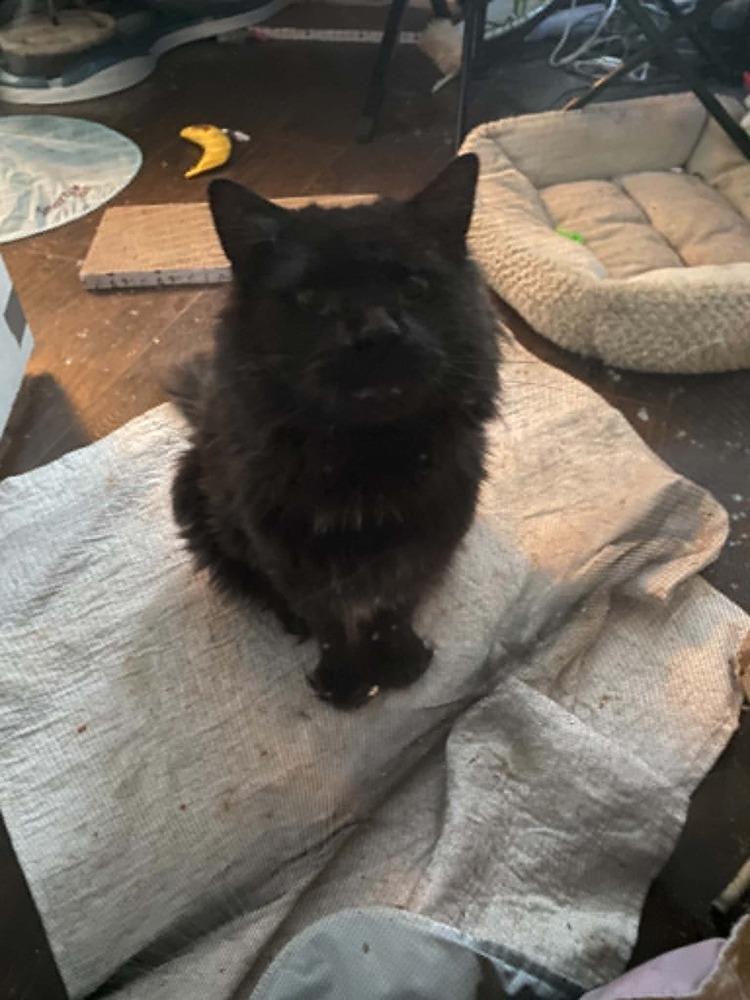 Tiberius, a Adoptable Domestic Long Hair in Virginia Beach, VA image 6/6