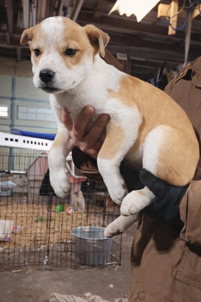 Enlarge Southern Country Crew -  Sassy, a Adoptable mixed breed in Hudson, FL image 4/4