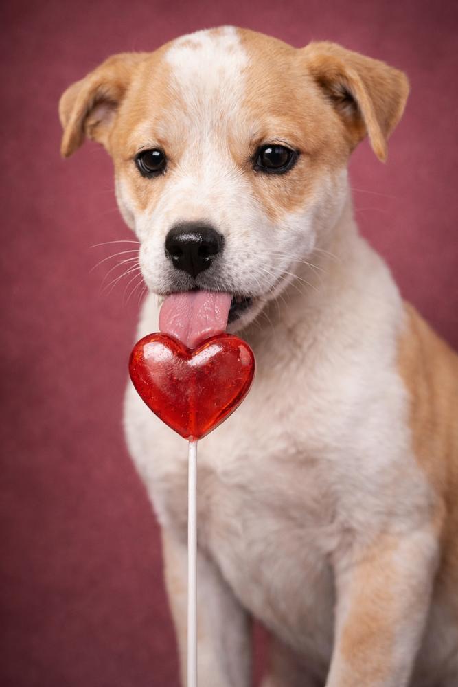 Enlarge Southern Country Crew -  Sassy, a Adoptable mixed breed in Hudson, FL image 3/4