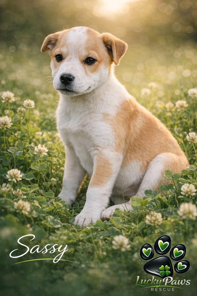 Enlarge Southern Country Crew -  Sassy, a Adoptable mixed breed in Hudson, FL image 1/4