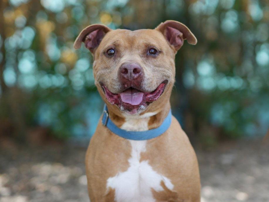 Enlarge BENJI, a Adoptable American Staffordshire Terrier in Tavares, FL image 1/1