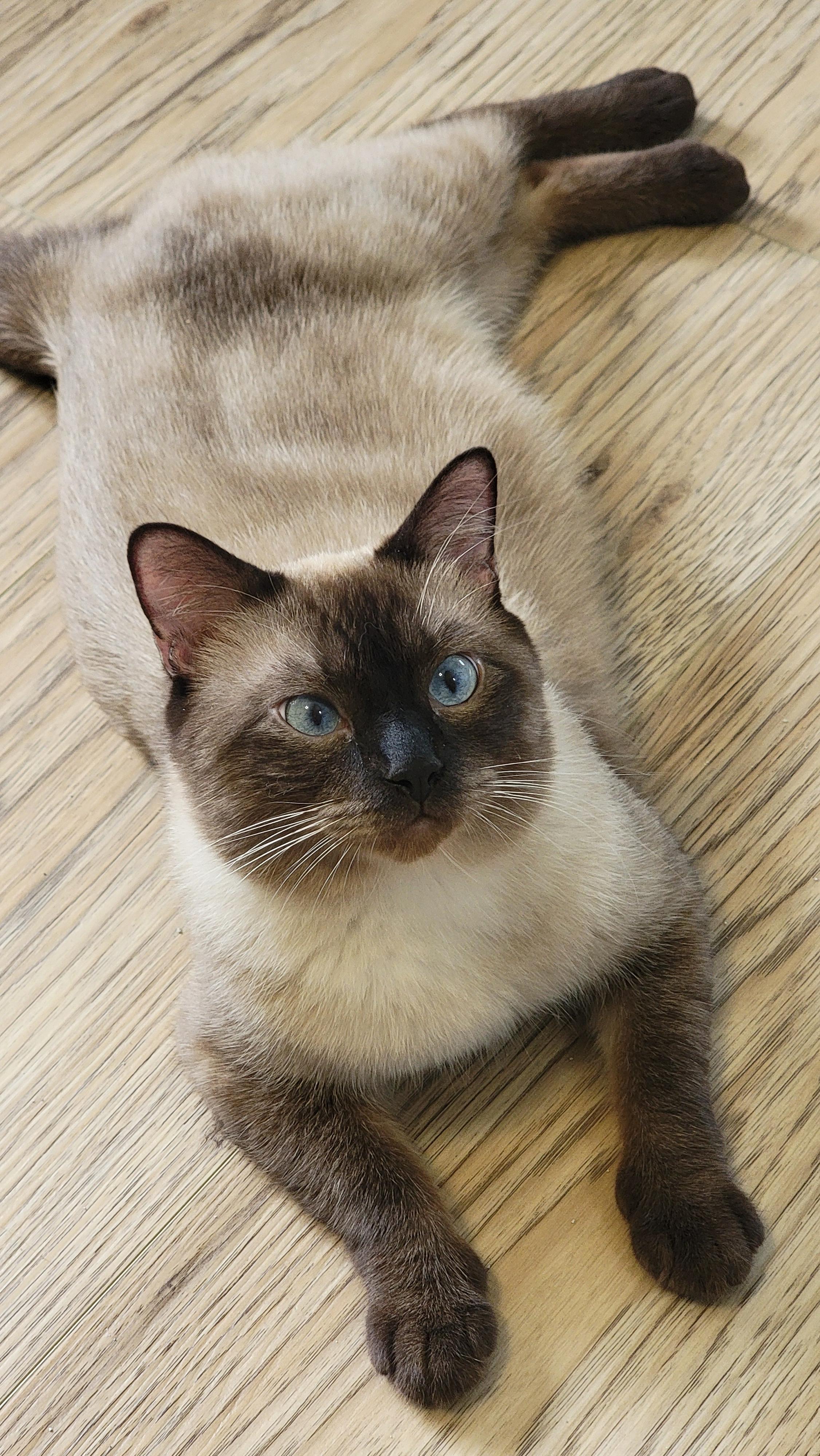 Enlarge Ghost & Bear, a Adopted Siamese in Pine Beach, NJ image 2/3
