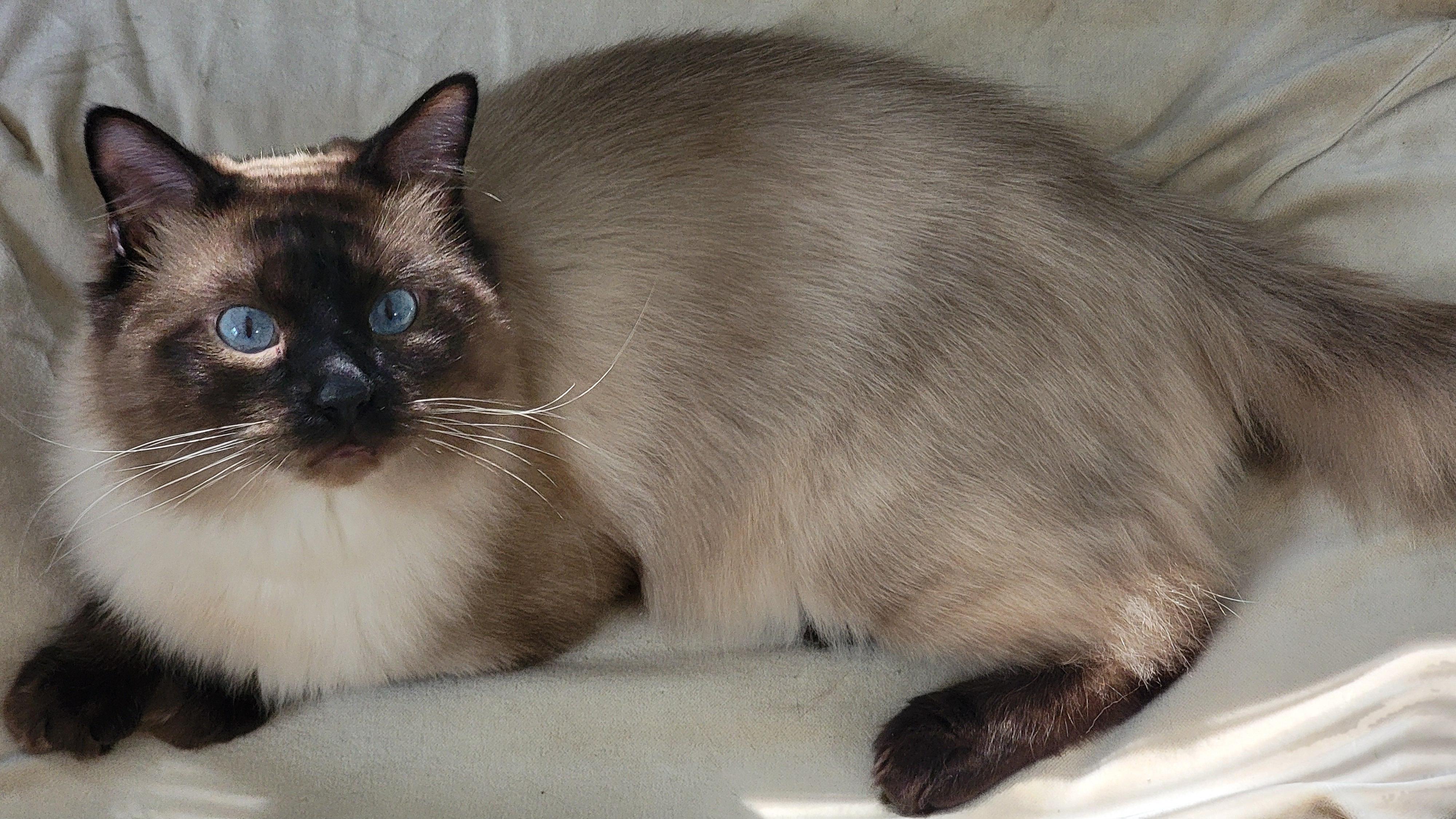 Enlarge Ghost & Bear, a Adopted Siamese in Pine Beach, NJ image 1/3
