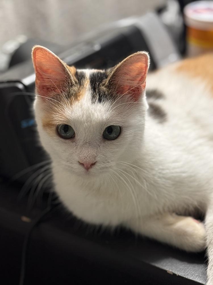 Cupcake, Adoptable, Young Female Calico & Domestic Short Hair.