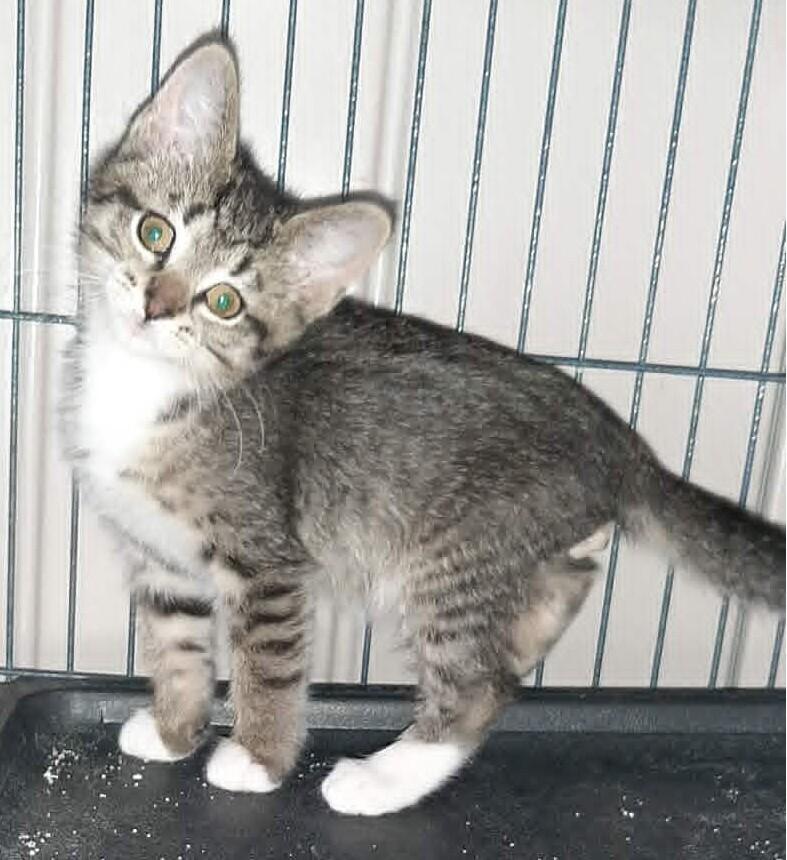Chef Louis, a Adoptable Domestic Short Hair in Georgetown, OH image 1/3