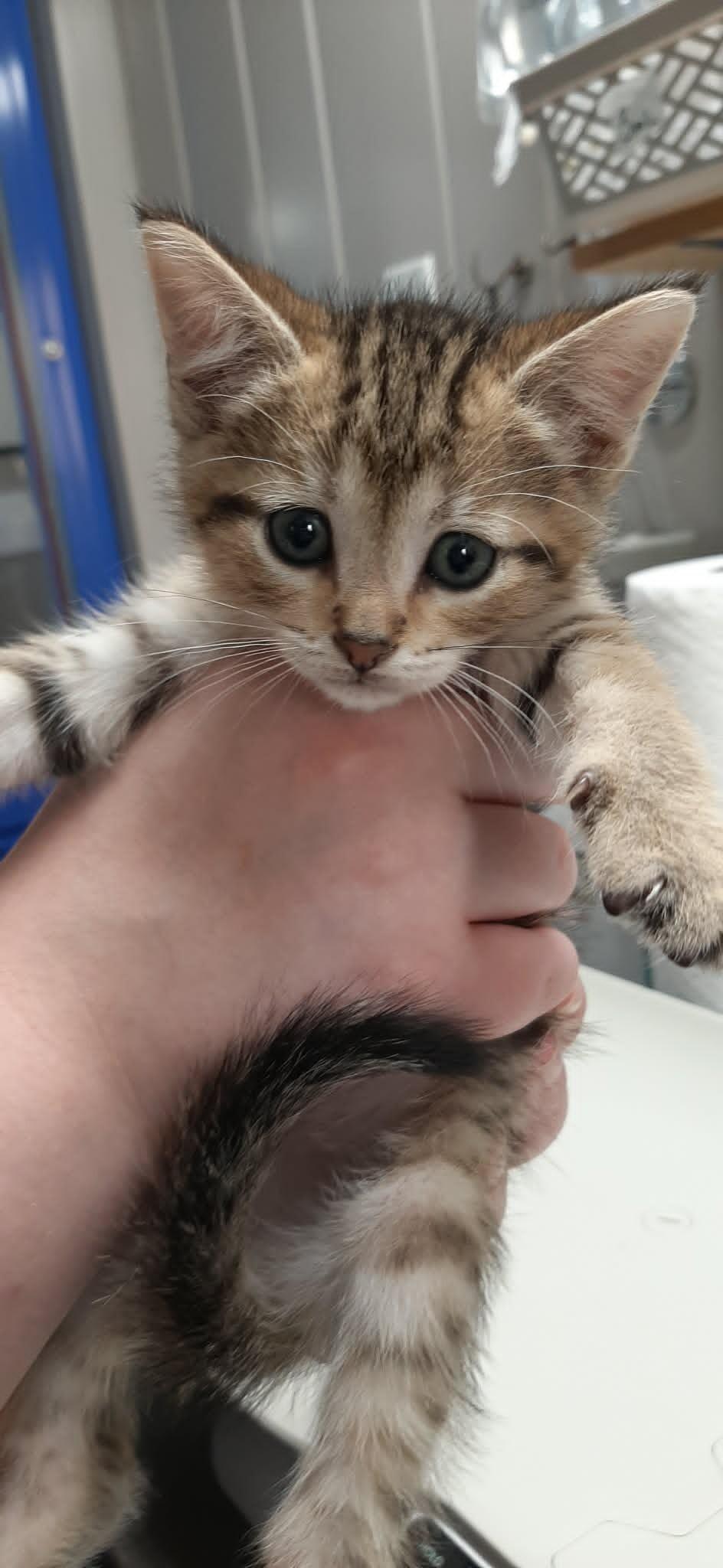 Chef Louis, a Adoptable Domestic Short Hair in Georgetown, OH image 2/3
