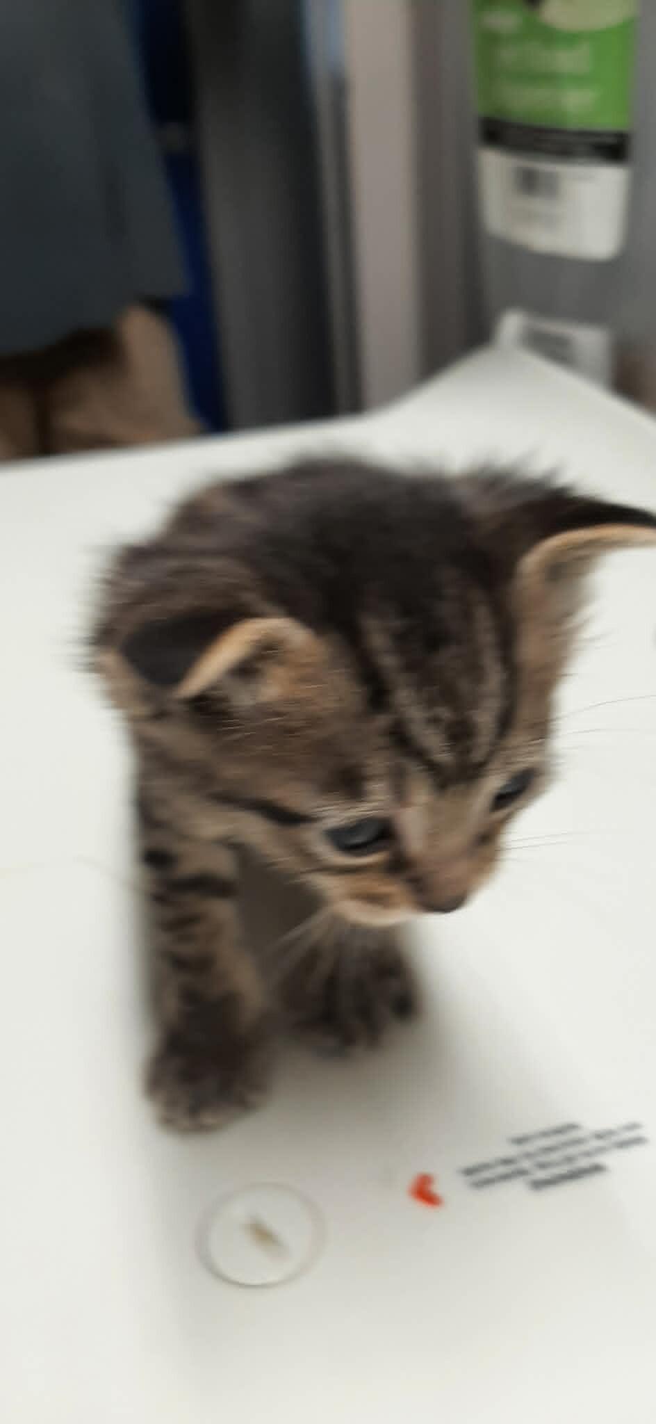Chef Louis, a Adoptable Domestic Short Hair in Georgetown, OH image 3/3