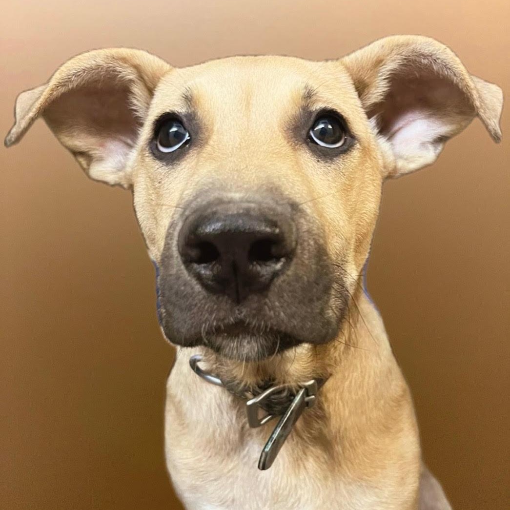Ziggy @ Prison Training Program