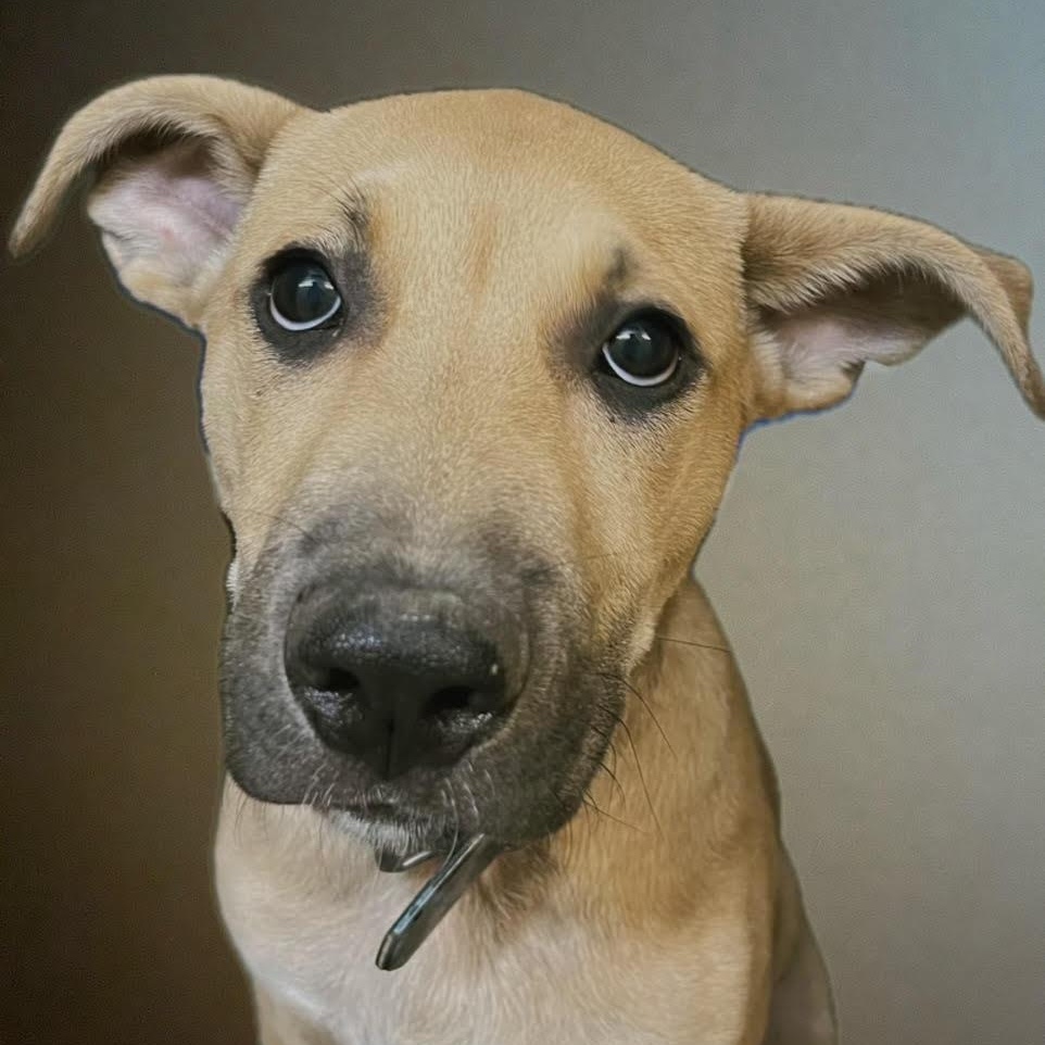 Ziggy @ Prison Training Program