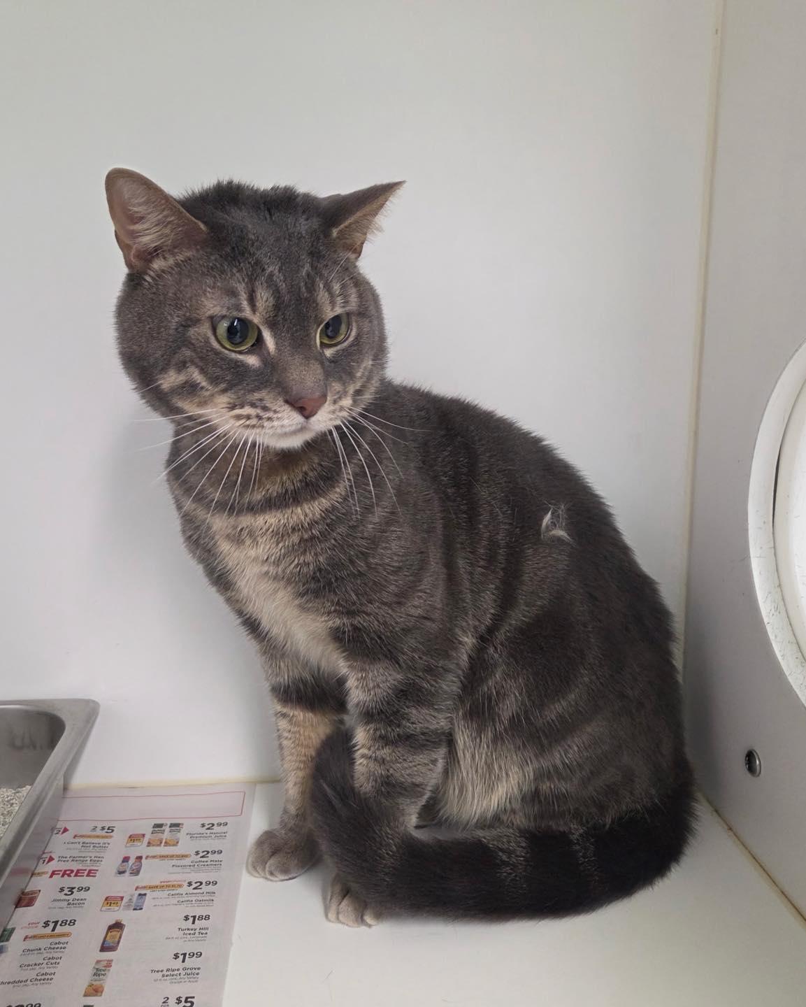 Enlarge Murphy, a ADOPTABLE Domestic Short Hair in Bloomfield, NJ image 4/5