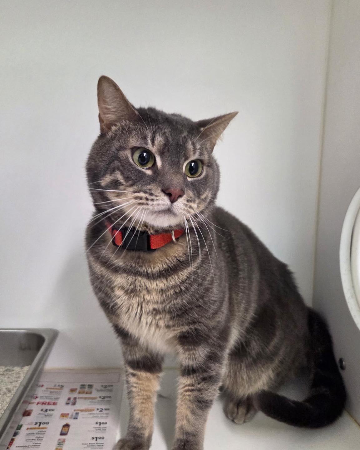 Enlarge Murphy, a ADOPTABLE Domestic Short Hair in Bloomfield, NJ image 3/5