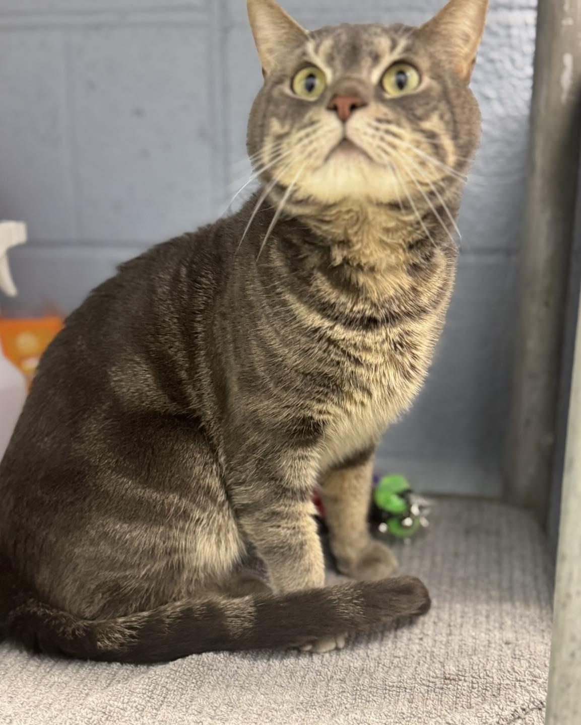 Enlarge Murphy, a ADOPTABLE Domestic Short Hair in Bloomfield, NJ image 2/5