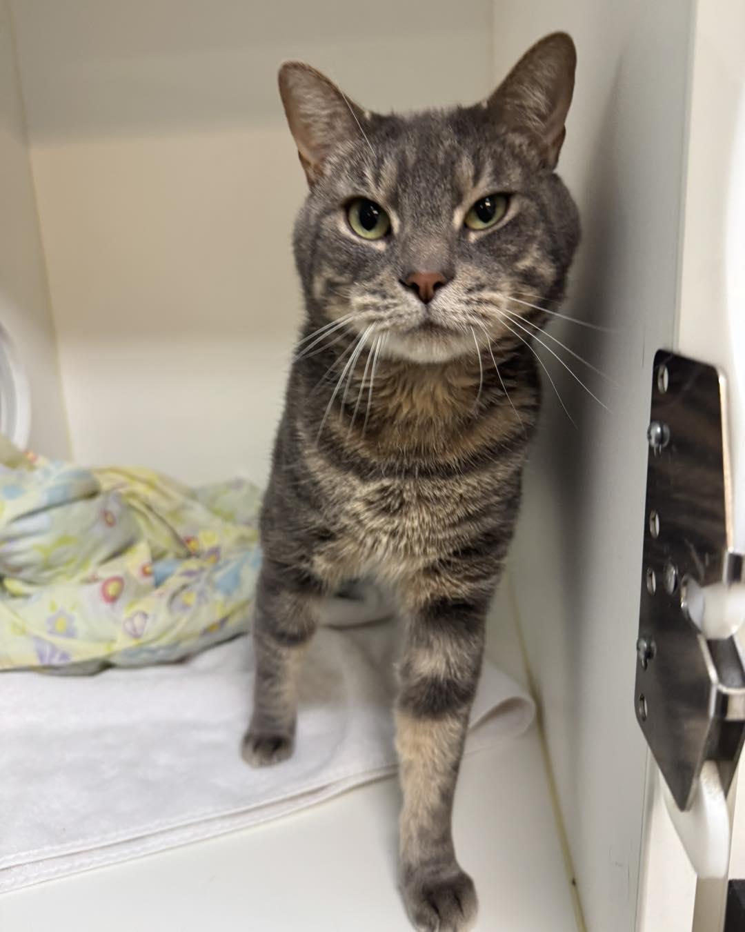 Enlarge Murphy, an adopted Domestic Short Hair in Bloomfield, NJ image 1/6