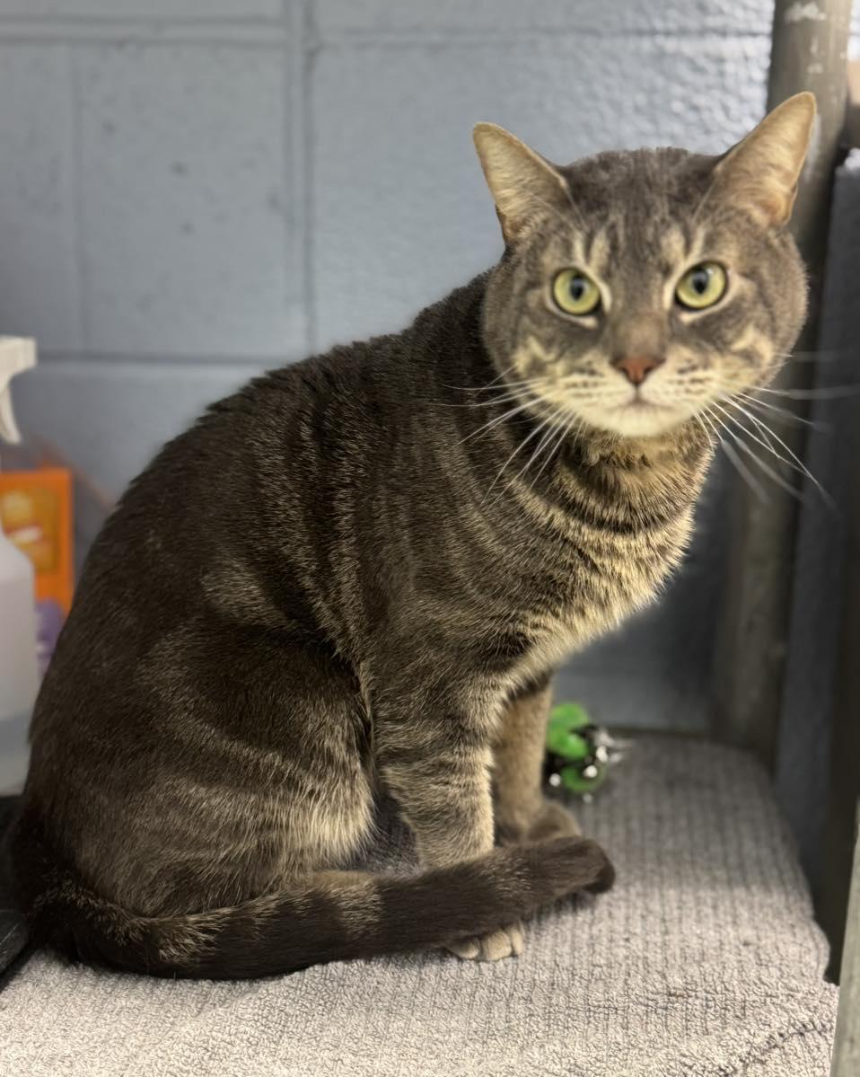 Murphy, ADOPTABLE, Adult Male Domestic Short Hair.