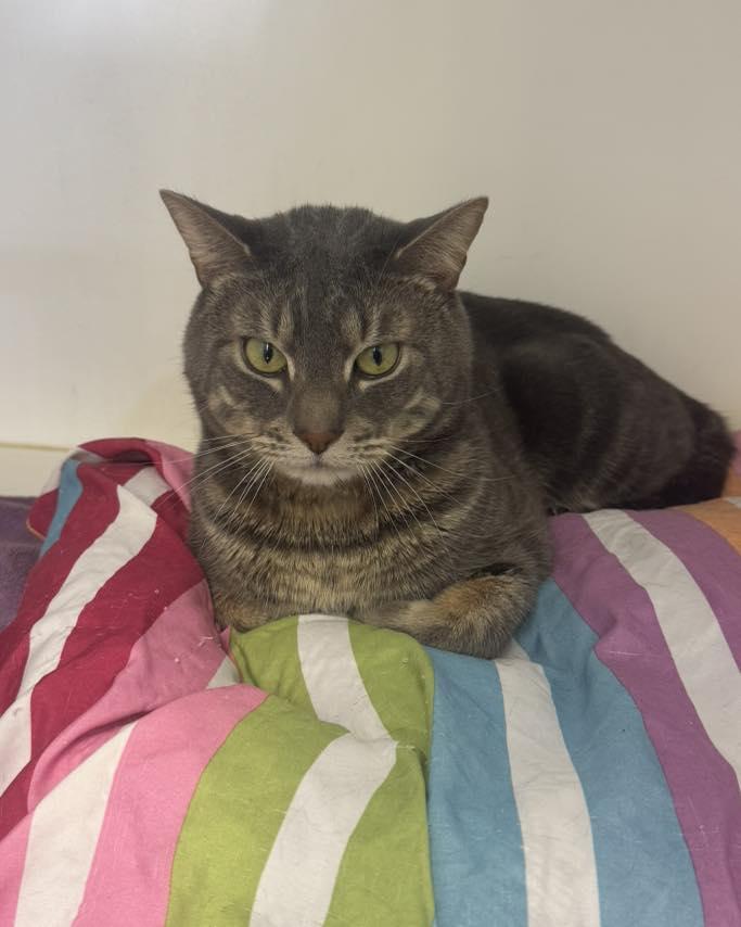 Enlarge Murphy, a ADOPTABLE Domestic Short Hair in Bloomfield, NJ image 5/5