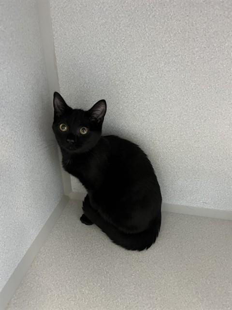 A318004, Adoptable, Young Female Domestic Short Hair.
