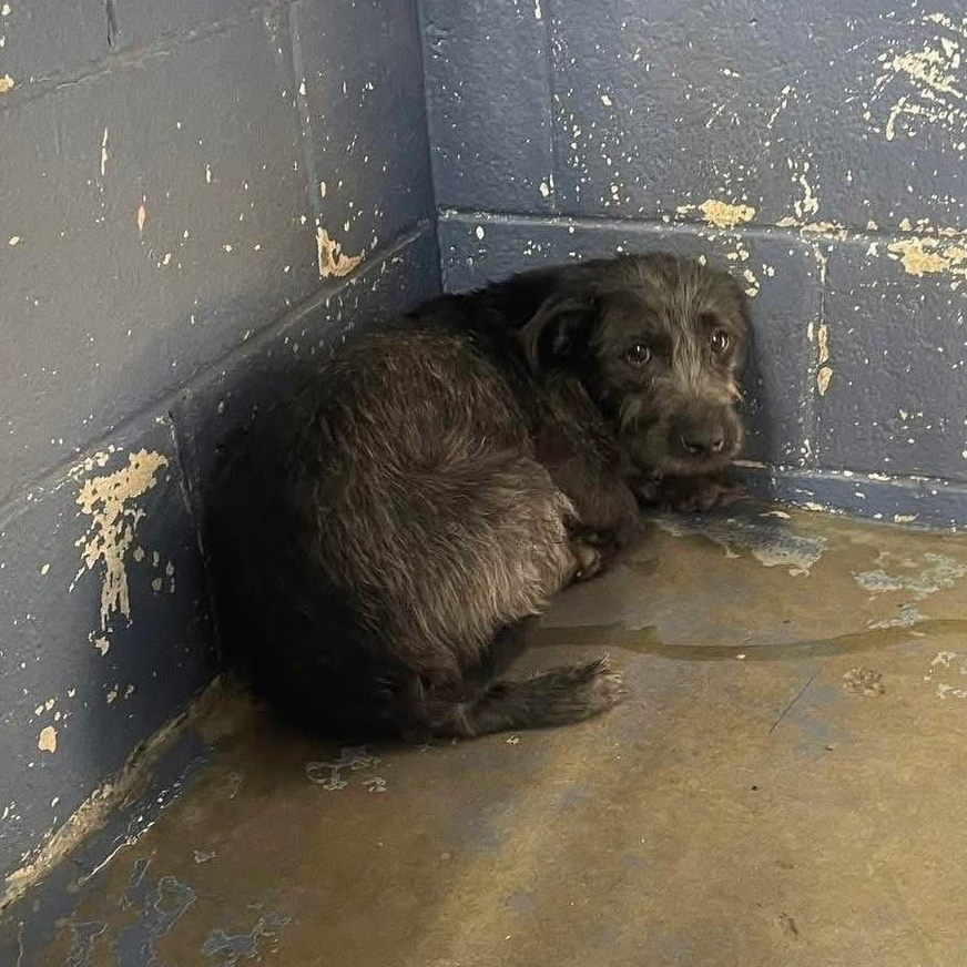 Billy Jean, a Adoptable mixed breed in Lubbock, TX image 3/6