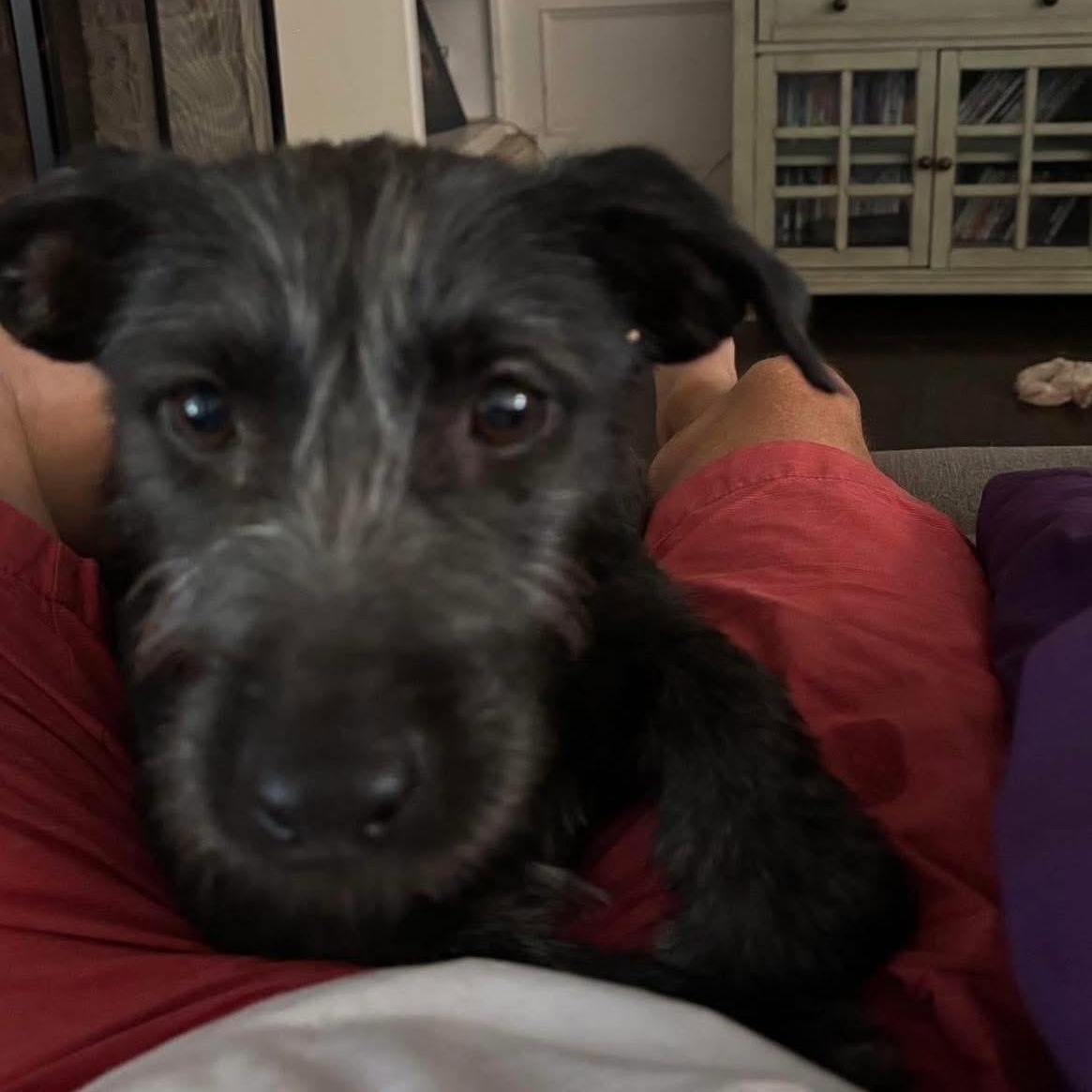 Billy Jean, a Adoptable mixed breed in Lubbock, TX image 2/6