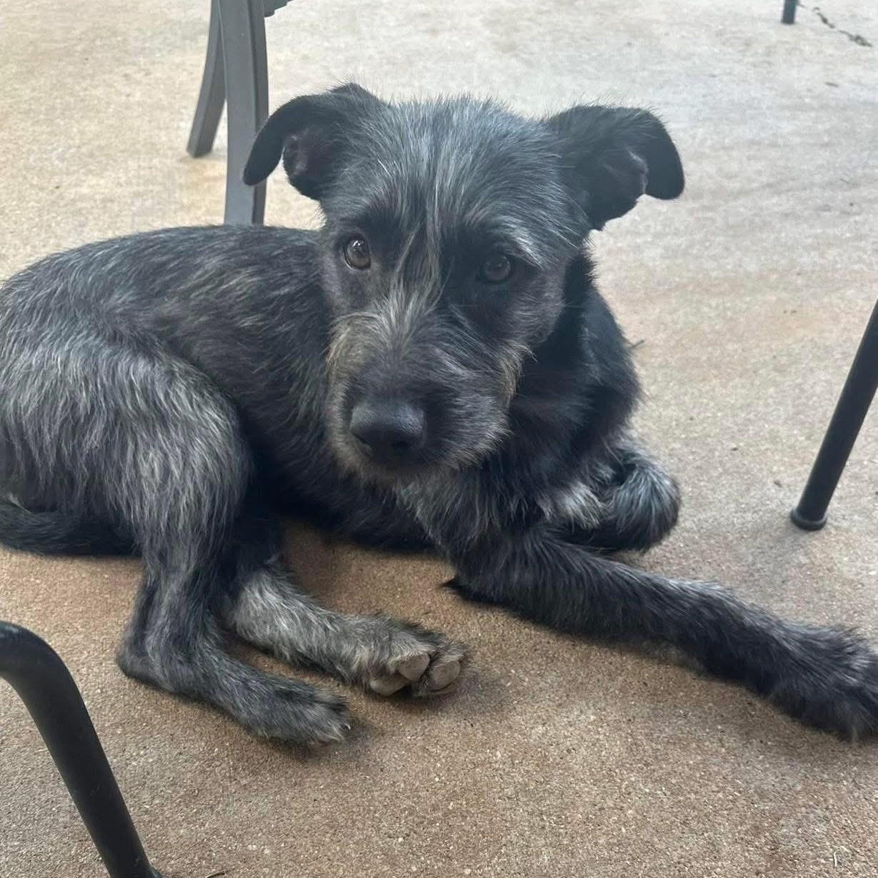 Billy Jean, a Adoptable mixed breed in Lubbock, TX image 4/6