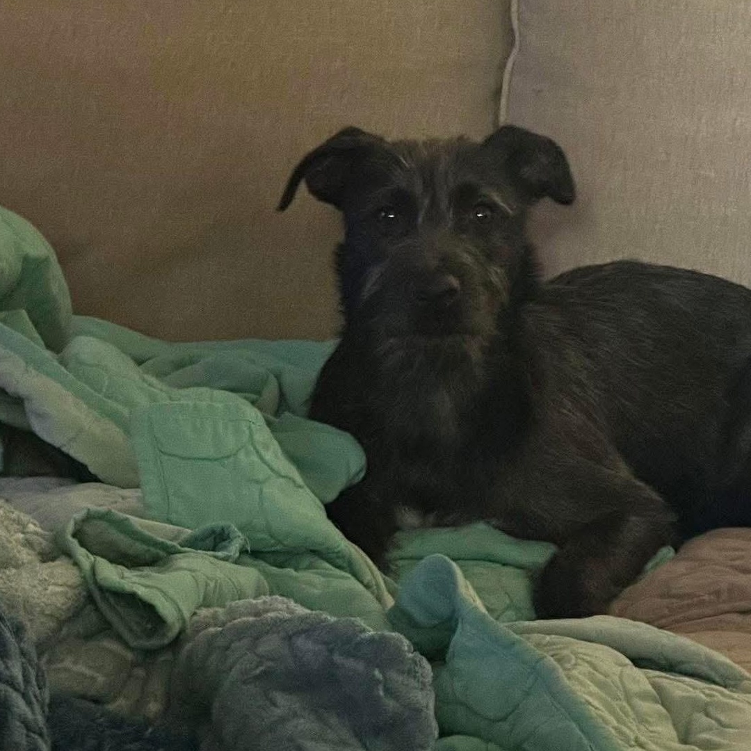 Billy Jean, a Adoptable mixed breed in Lubbock, TX image 6/6