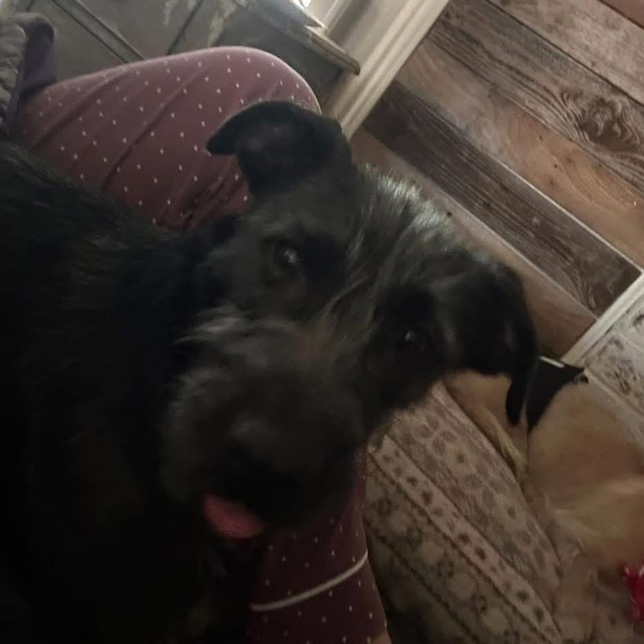 Billy Jean, a Adoptable mixed breed in Lubbock, TX image 5/6