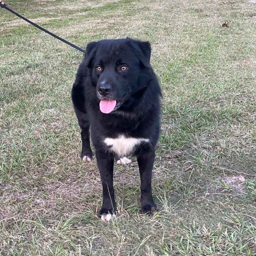 BEAR, Adoptable, Adult Male Newfoundland Dog & Mixed Breed.