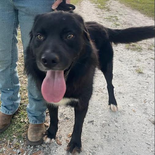 Enlarge BEAR, a Adoptable mixed breed in Indiantown, FL image 2/5