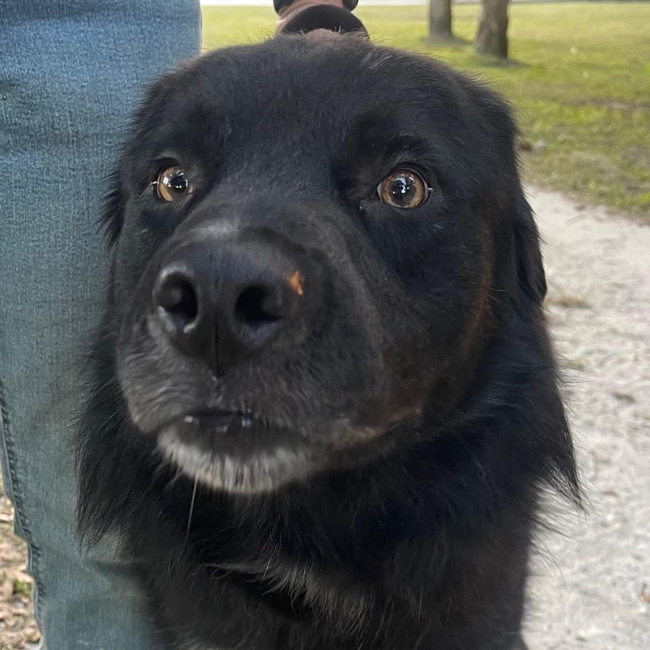 Enlarge BEAR, a Adoptable mixed breed in Indiantown, FL image 4/5