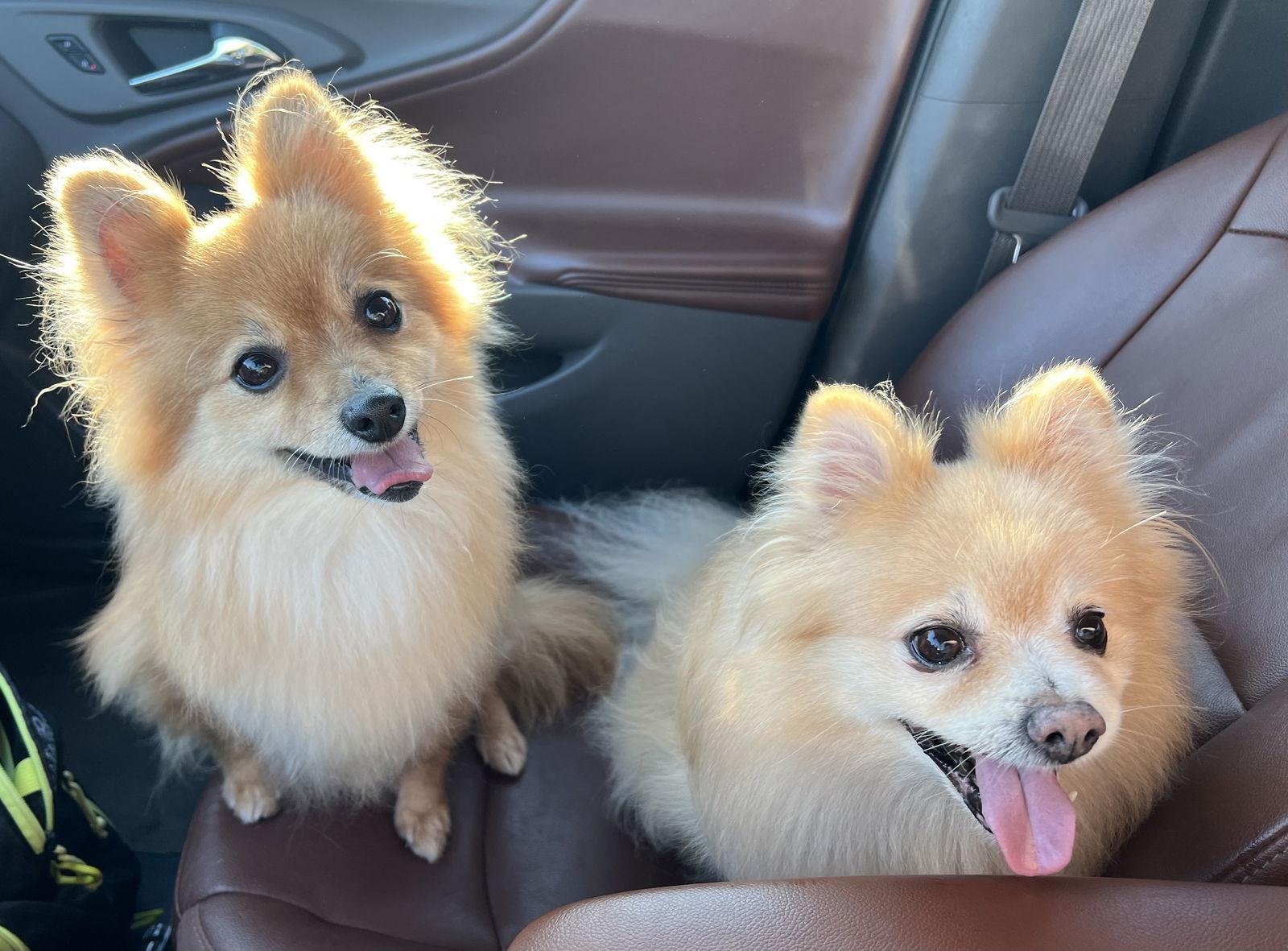 Sebastian, Adopted, Senior Male Pomeranian.