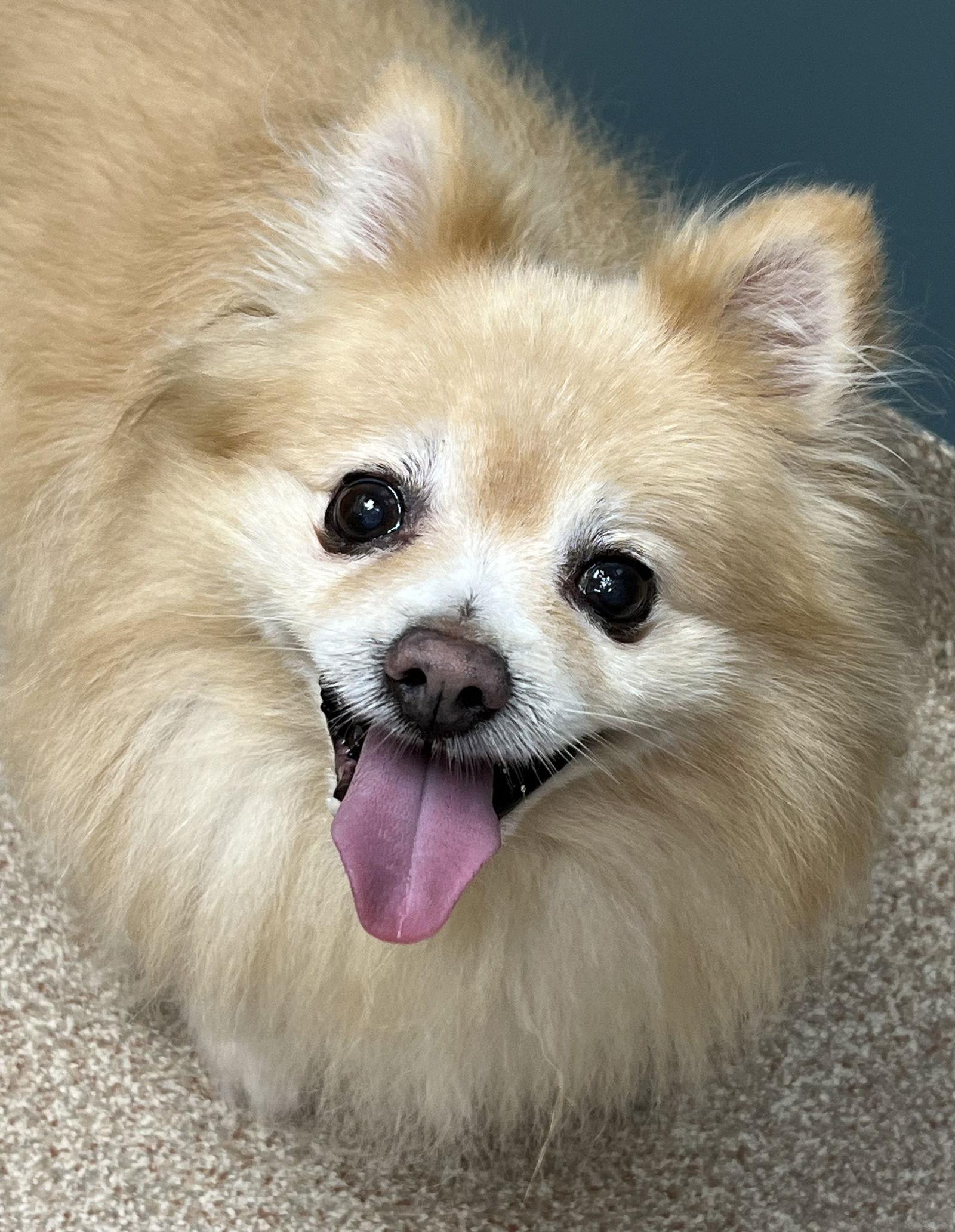 Enlarge Sebastian, a Adopted Pomeranian in Lincoln, NE image 2/2