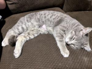 Enlarge Tina, a ADOPTABLE Domestic Short Hair in Mississauga, ON image 2/6