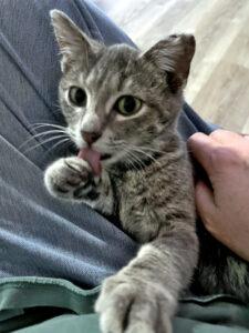 Enlarge Tina, a ADOPTABLE Domestic Short Hair in Mississauga, ON image 3/6