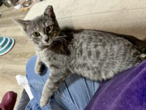 Enlarge Tina, a ADOPTABLE Domestic Short Hair in Mississauga, ON image 5/6