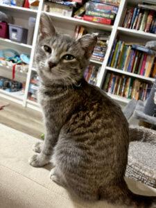 Enlarge Tina, a ADOPTABLE Domestic Short Hair in Mississauga, ON image 4/6