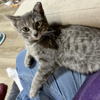 Enlarge Tina, a ADOPTABLE Domestic Short Hair in Mississauga, ON image 1/6